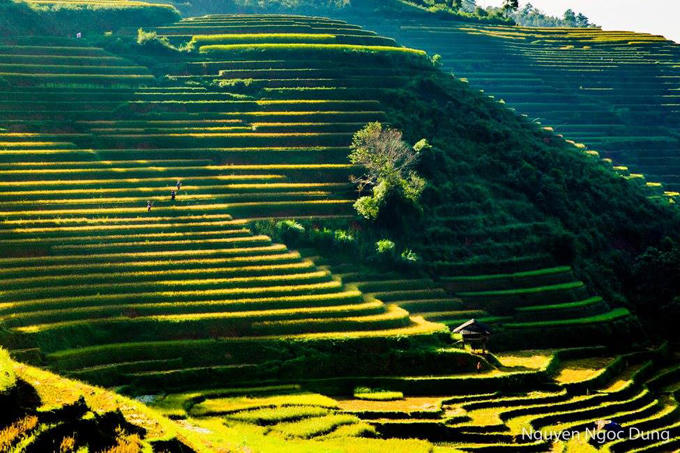 sac-vang-lua-chin-tren-reo-cao-o-mu-cang-chai-1