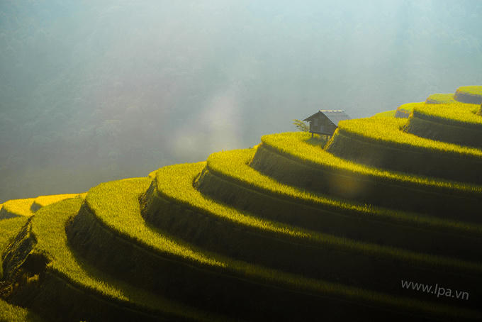 sac-vang-lua-chin-tren-reo-cao-o-mu-cang-chai-6