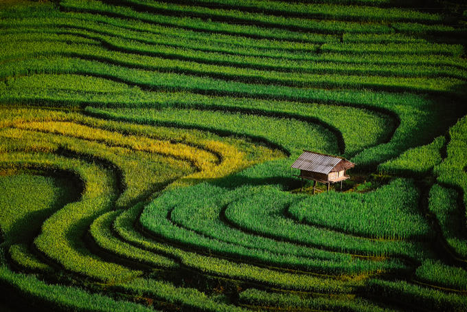 sac-vang-lua-chin-tren-reo-cao-o-mu-cang-chai-11