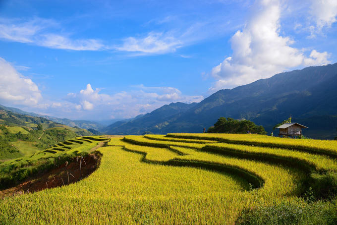 sac-vang-lua-chin-tren-reo-cao-o-mu-cang-chai-5