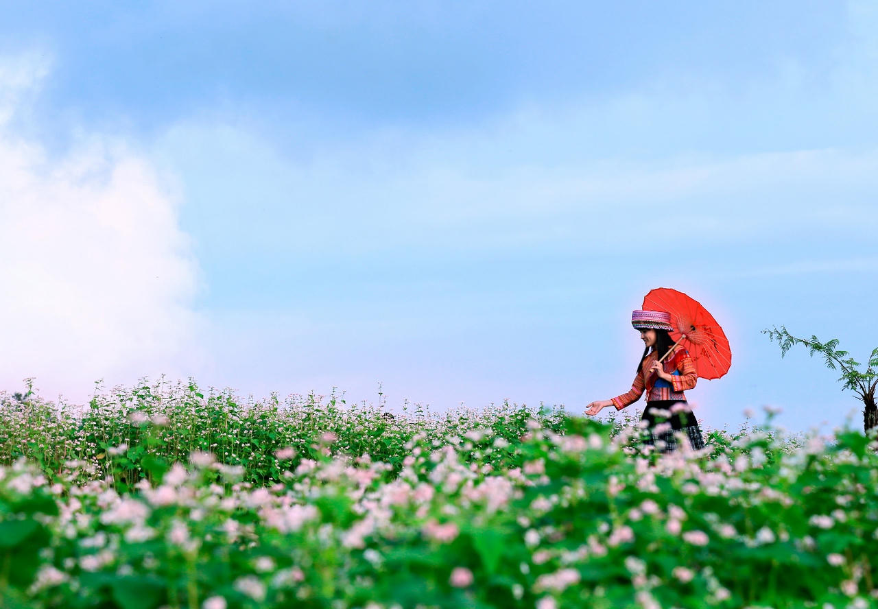 Độc đáo Lễ hội hoa Tam giác mạch Fansipan tháng 10/2017