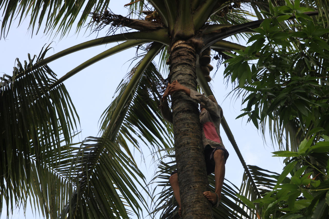 Đánh đu thân già trên những ngọn dừa kiếm từng cắc bạc nuôi con trai khờ khạo