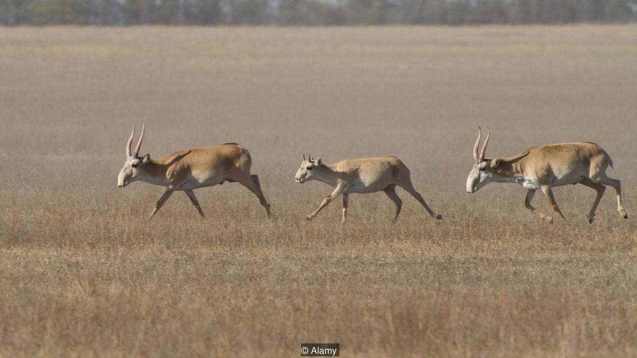 Hé lộ bí mật hòn đảo thử nghiệm khuẩn bệnh than của Liên Xô