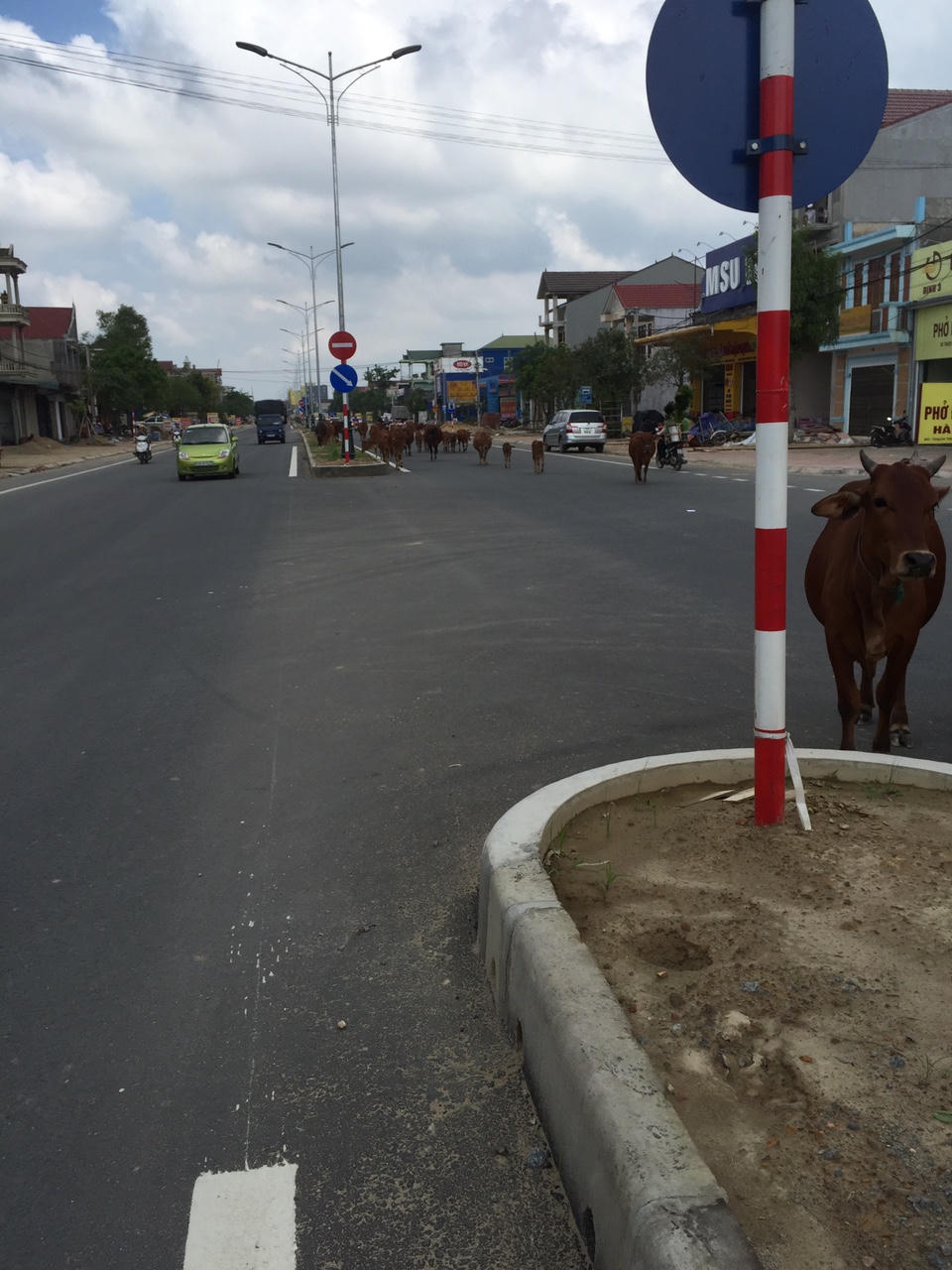 Hà Tĩnh: Cả đàn bò thường xuyên “nghêng ngang” trên quốc lộ 1A 