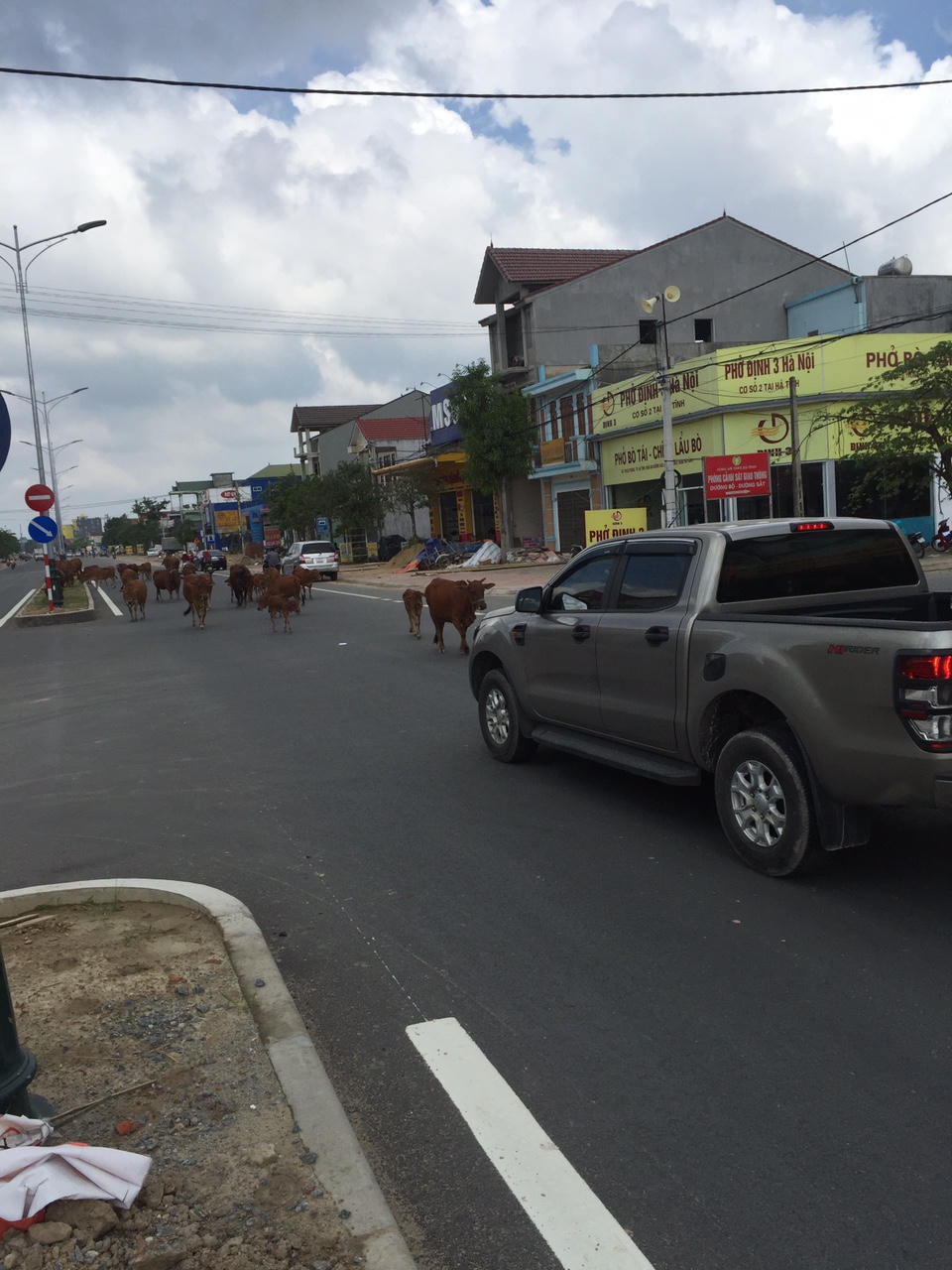 Hà Tĩnh: Cả đàn bò thường xuyên “nghêng ngang” trên quốc lộ 1A 