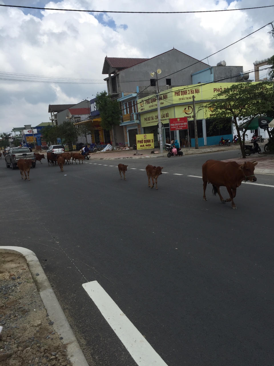 Hà Tĩnh: Cả đàn bò thường xuyên “nghêng ngang” trên quốc lộ 1A 