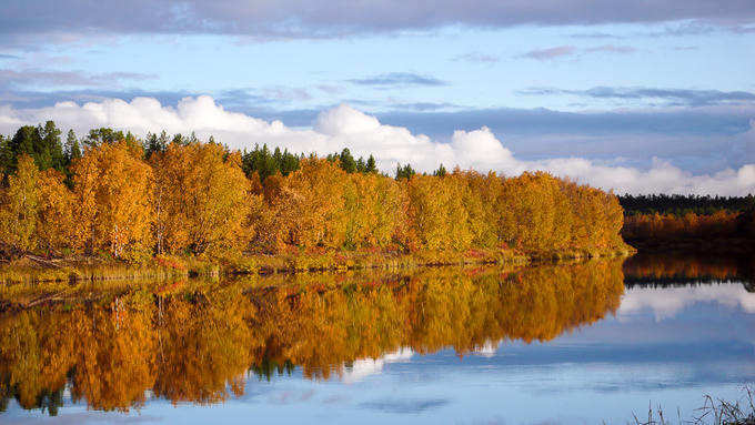Rừng cây thay lá vàng như mật ngọt ở Phần Lan