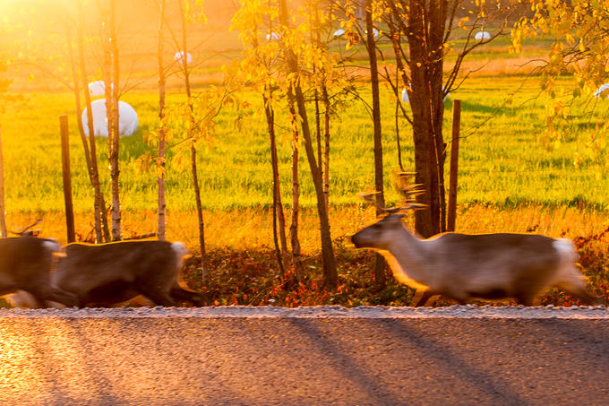 Rừng cây thay lá vàng như mật ngọt ở Phần Lan