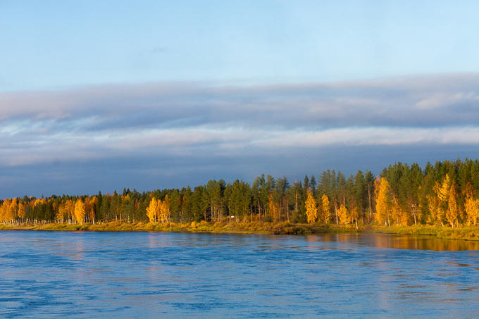 Rừng cây thay lá vàng như mật ngọt ở Phần Lan