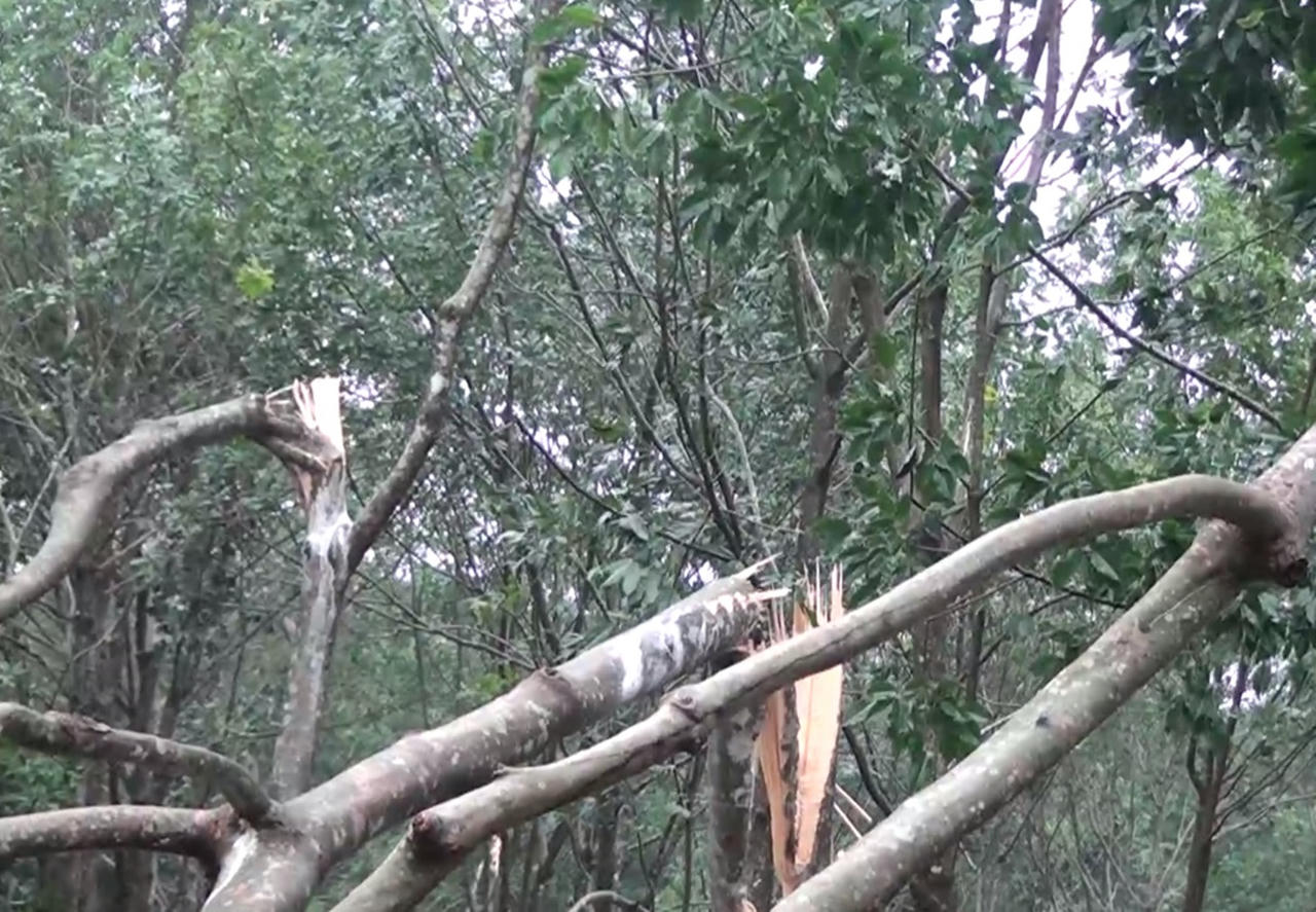 Phú Yên: Cao su tan hoang trong bão, người dân bán cây làm củi còn bị... ép giá 