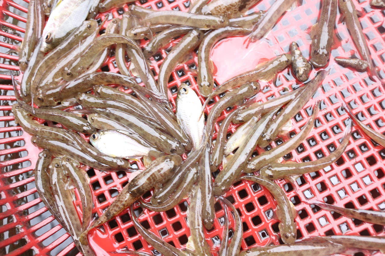 Săn 'lộc trời' trên phá Tam Giang