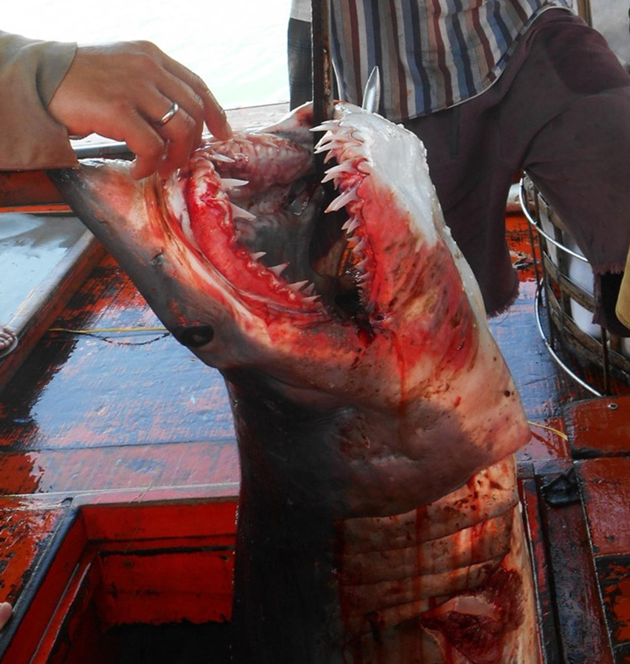 Những cuộc 'cân não' với 'thần chết' ở Hoàng Sa