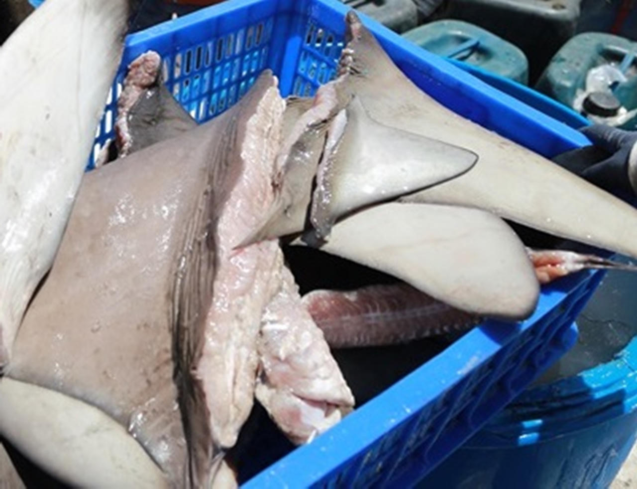 Những cuộc 'cân não' với 'thần chết' ở Hoàng Sa