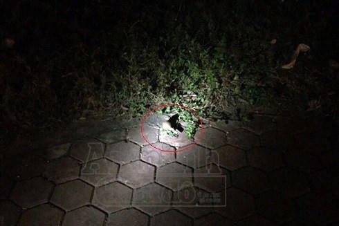 Bị truy đuổi, “ông trùm” ma túy ném lựu đạn về phía công an