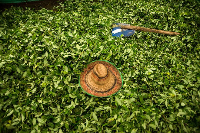 Thâm nhập lãnh địa sản xuất Cocaine khét tiếng Colombia