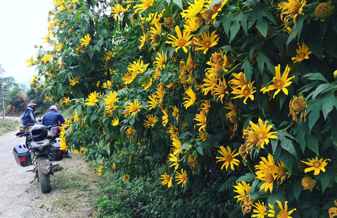 Trên đường từ Y Tý về qua đường Bản Vược -&nbsp;A Mú Sung có rất nhiều hoa dã quỳ nở rất đẹp. Các bạn cũng có thể tranh thủ chụp ảnh.