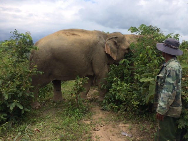Mai này lên Đắk Lắk có còn voi