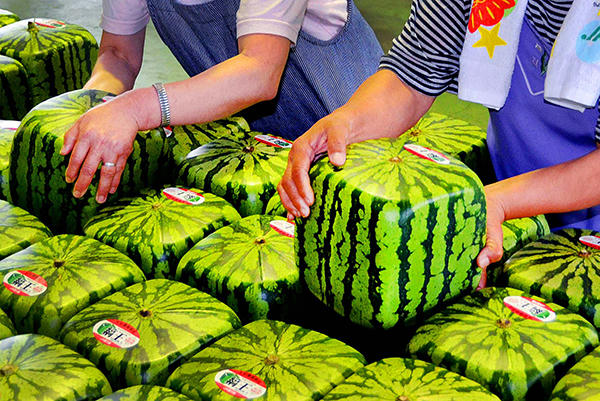 5 loại trái cây có hình thù kỳ lạ, chỉ có ở Nhật - 4