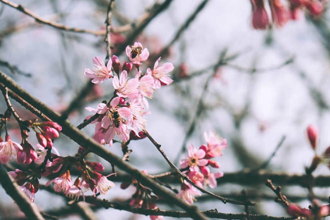 Mai anh dao no som, nhuom hong mot goc troi Da Lat hinh anh 2