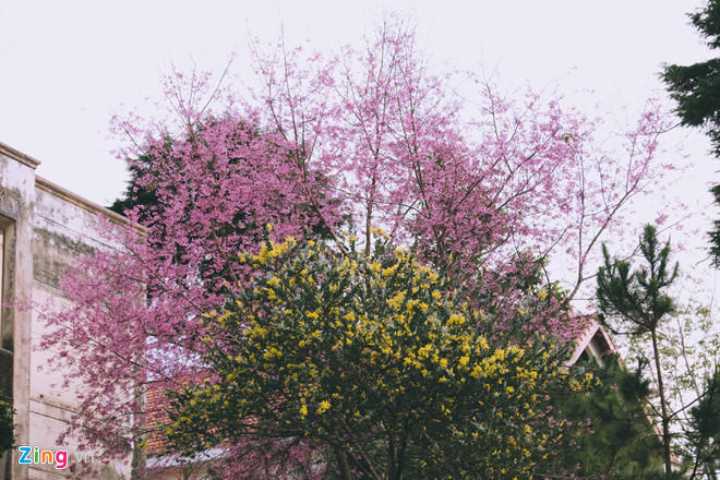 Mai anh dao no som, nhuom hong mot goc troi Da Lat hinh anh 1