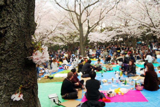 Tổ chức lễ hội Hanami là nét văn hóa truyền thống được mong đợi ở Nhật mỗi độ xuân về