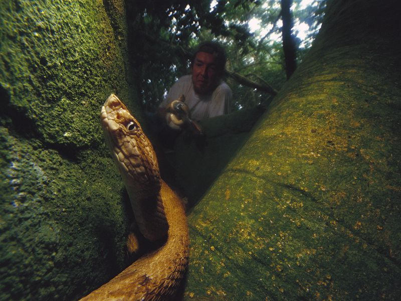 Dao ran doc dang so o Brazil hinh anh 7