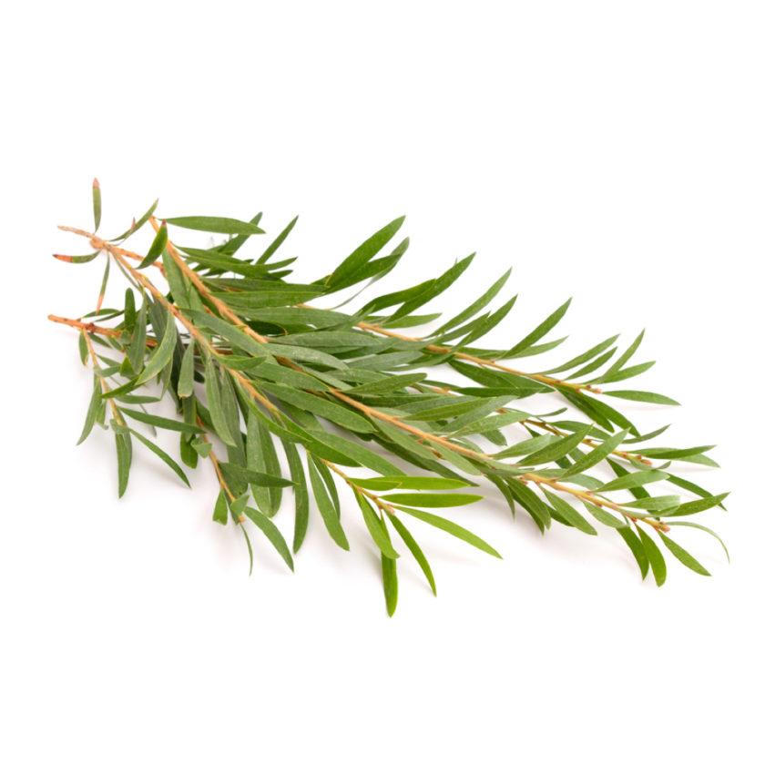 Tự làm 7 loại mặt nạ tảo biển tại nhà để sở hữu làn da "đầy sinh khí"