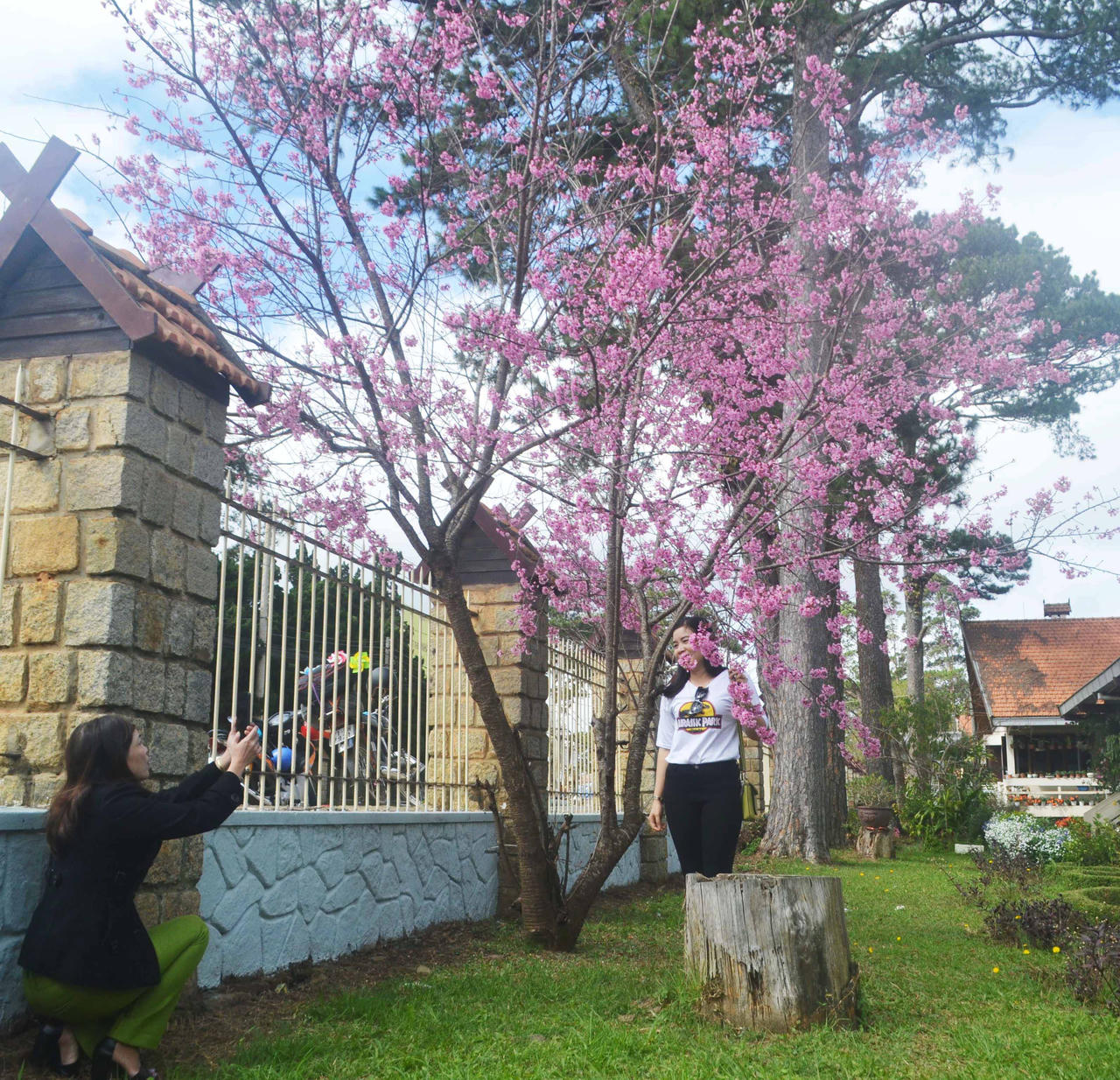 Du khách mê mẩn hoa anh đào Đà Lạt