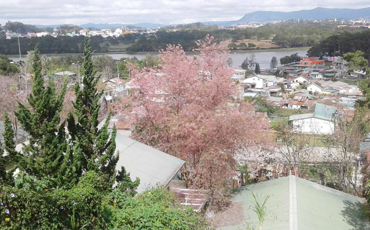 Du khách mê mẩn hoa anh đào Đà Lạt