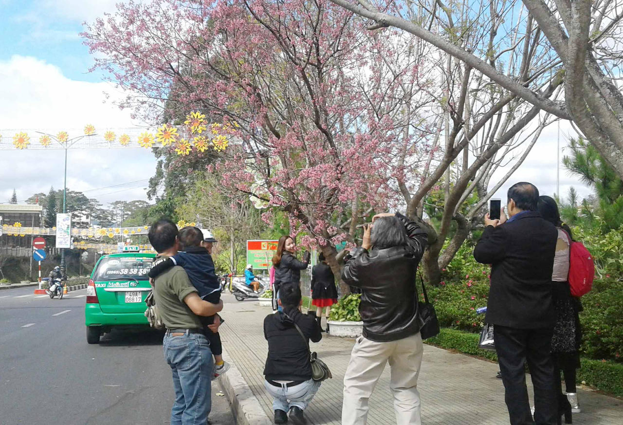 Du khách mê mẩn hoa anh đào Đà Lạt