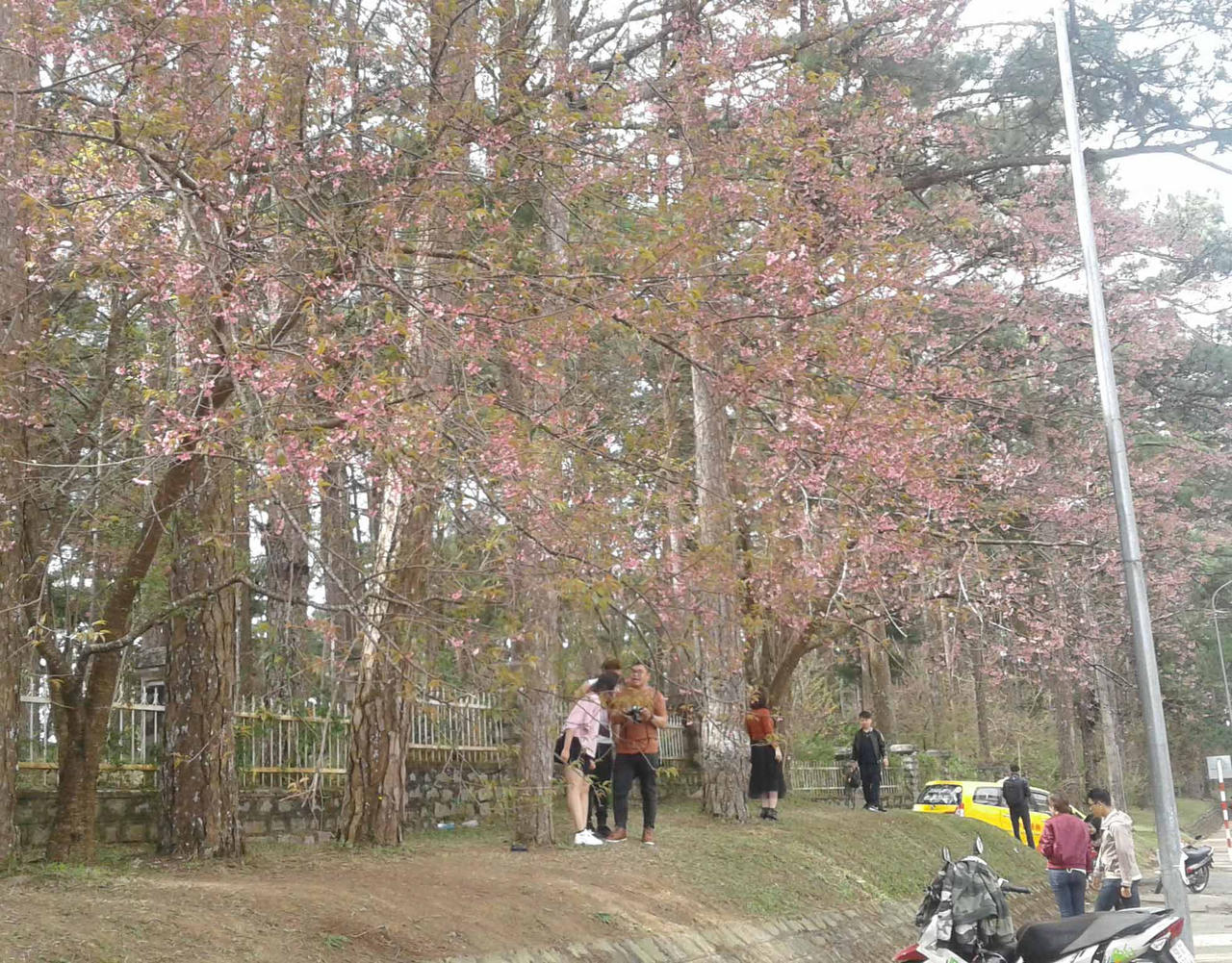 Du khách mê mẩn hoa anh đào Đà Lạt