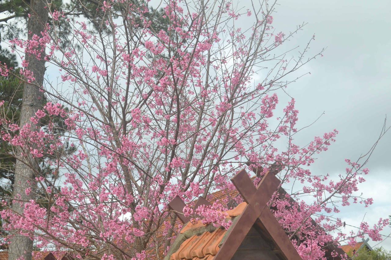 Du khách mê mẩn hoa anh đào Đà Lạt