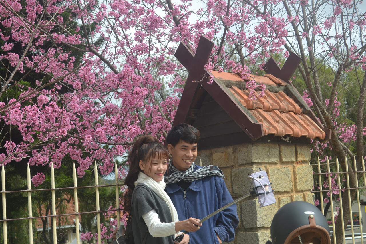 Du khách mê mẩn hoa anh đào Đà Lạt