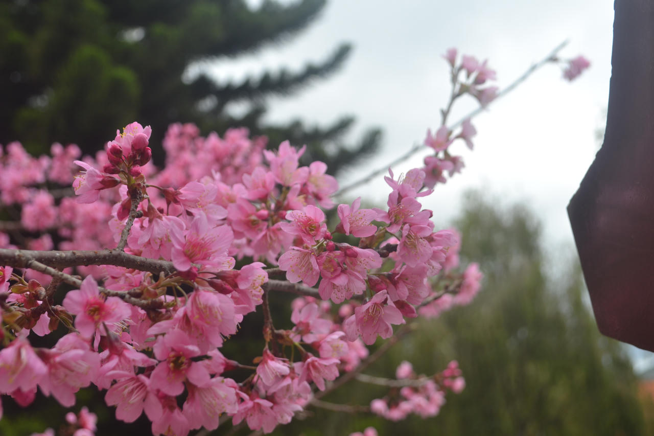 Du khách mê mẩn hoa anh đào Đà Lạt