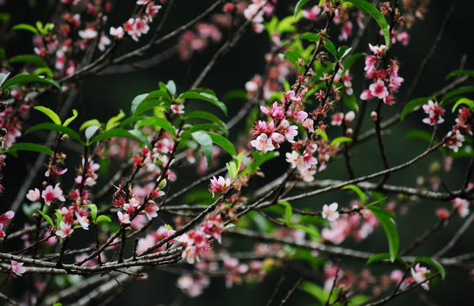 Lên lịch sẵn cho kế hoạch \'săn hoa\' khắp 12 tháng trong năm