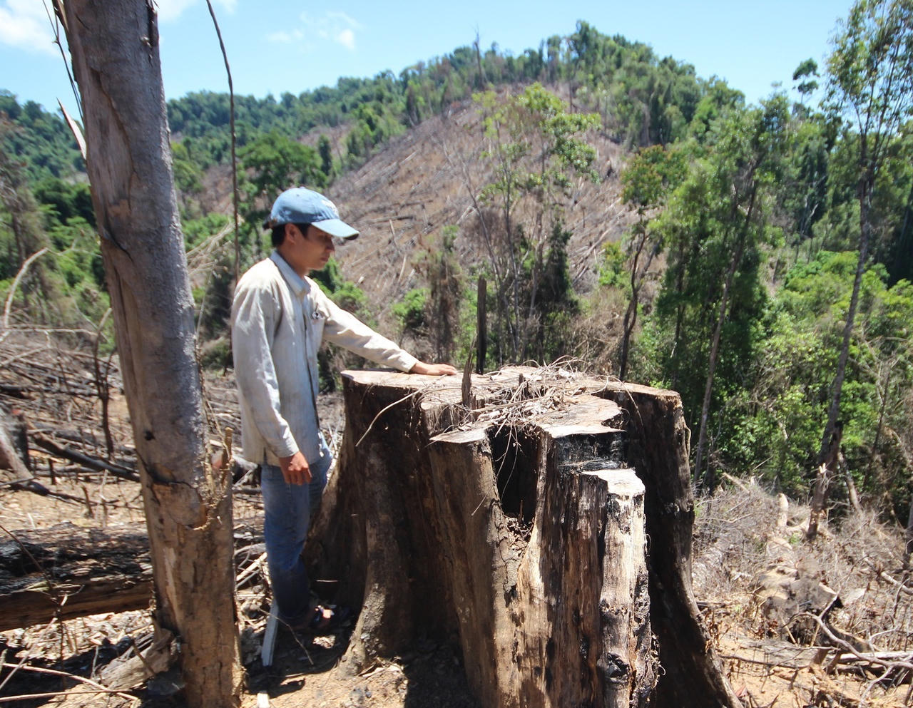 Vụ phá rừng phòng hộ ở Quảng Nam: Đề nghị truy tố 2 bị can