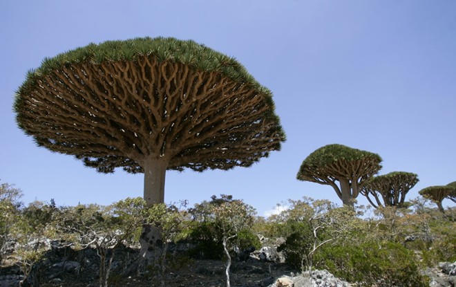 Socotra – Quần đảo độc lạ duy nhất trên hành tinh