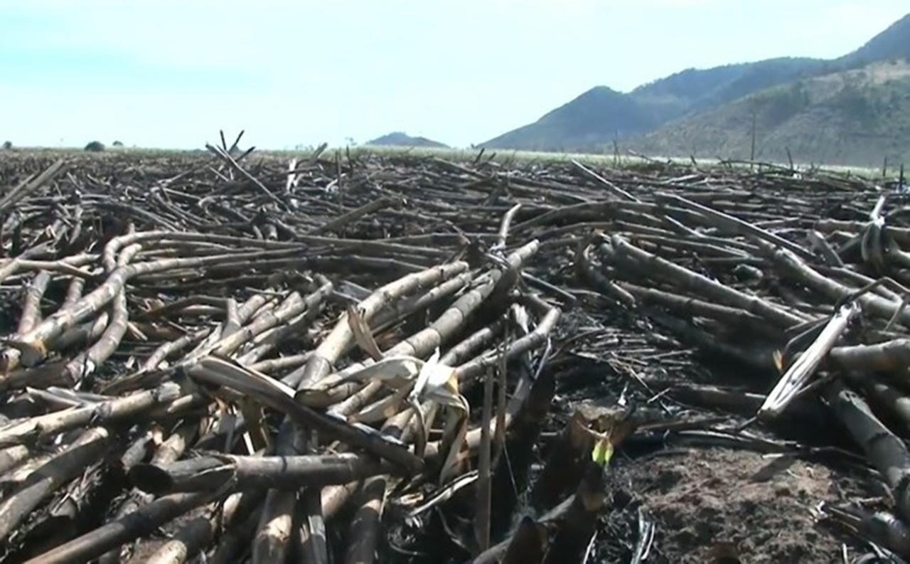 Nước mắt nông dân trên những cánh đồng mía cháy thành than