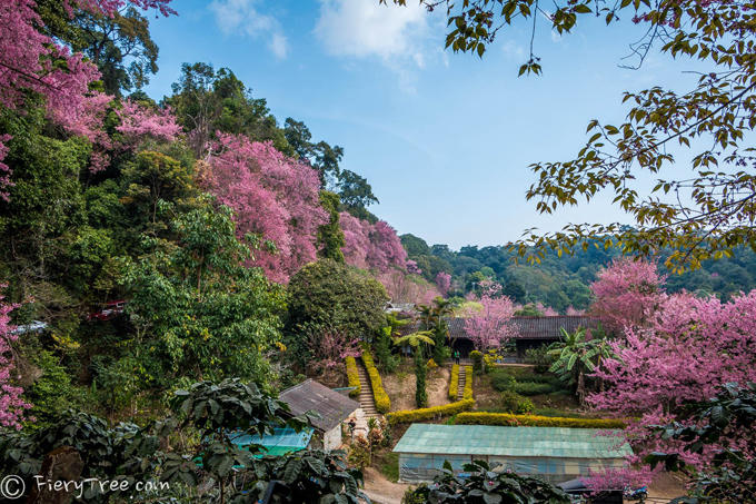 Tết này, dạo chơi ở thung lũng thập lý đào hoa&nbsp; - 1