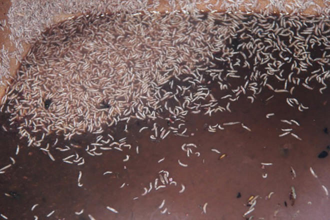 Thực phẩm bẩn ám ảnh người tiêu dùng năm 2014