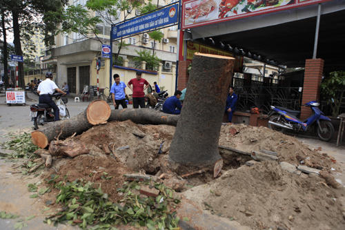 Chặt hạ cây xanh: UBND TP. Hà Nội “nợ” 21 câu hỏi đến bao giờ?