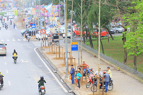 Thành ủy Hà Nội lên tiếng vụ chặt bỏ cây xanh