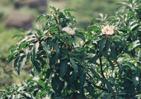 Hà Nội trồng cây 100 năm nay chưa ai nghiên cứu lấy... bóng mát