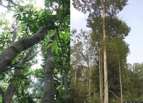 Hà Nội trồng cây 100 năm nay chưa ai nghiên cứu lấy... bóng mát