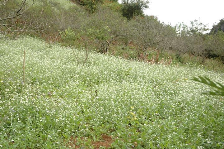 Cung đường “phượt” Mộc Châu lưu luyến chẳng nỡ về