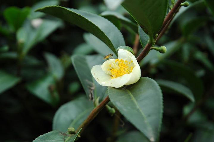 Cung đường “phượt” Mộc Châu lưu luyến chẳng nỡ về