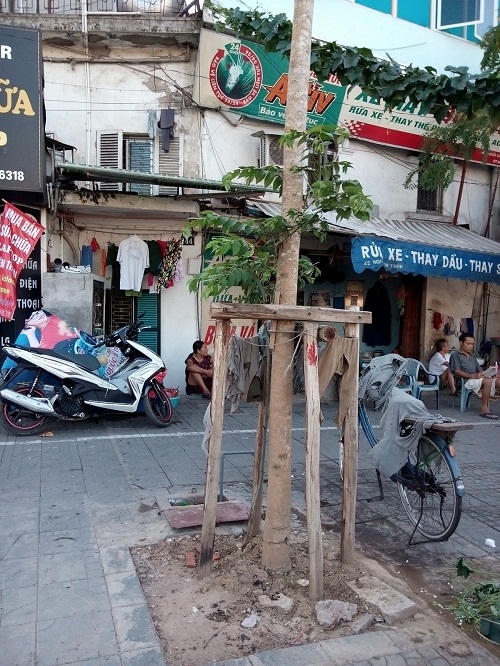 Vụ chặt cây xanh: Giáng chức hàng loạt cán bộ Sở Xây dựng