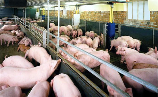 Bài 2: Truy nguồn gốc chất cấm trong heo của công ty CP và Anco