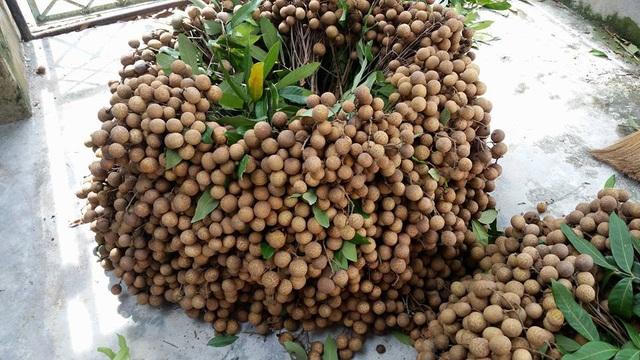 Hưng Yên xúc tiến thương mại tiêu thụ nông sản 