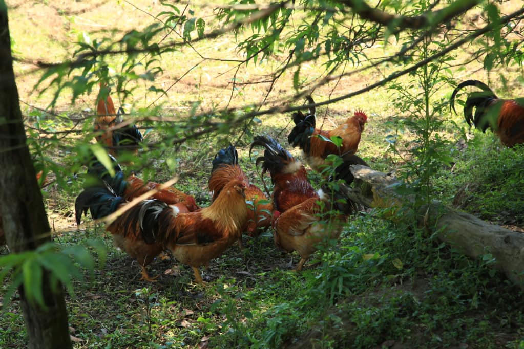 Về miền Đông đất Mỏ nghe chuyên gia chỉ cách thưởng thức gà Tiên Yên